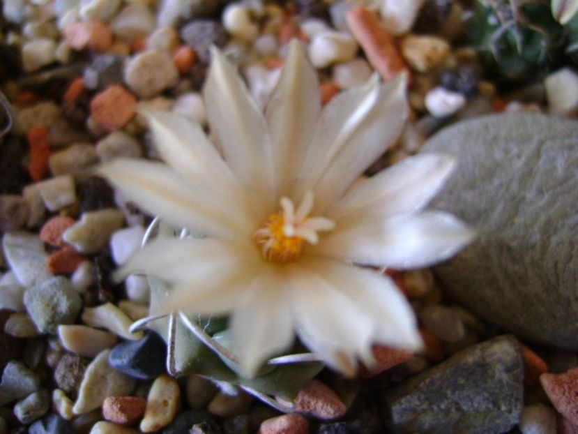 Turbinicarpus pachystele - Cactusi 2017 final de an