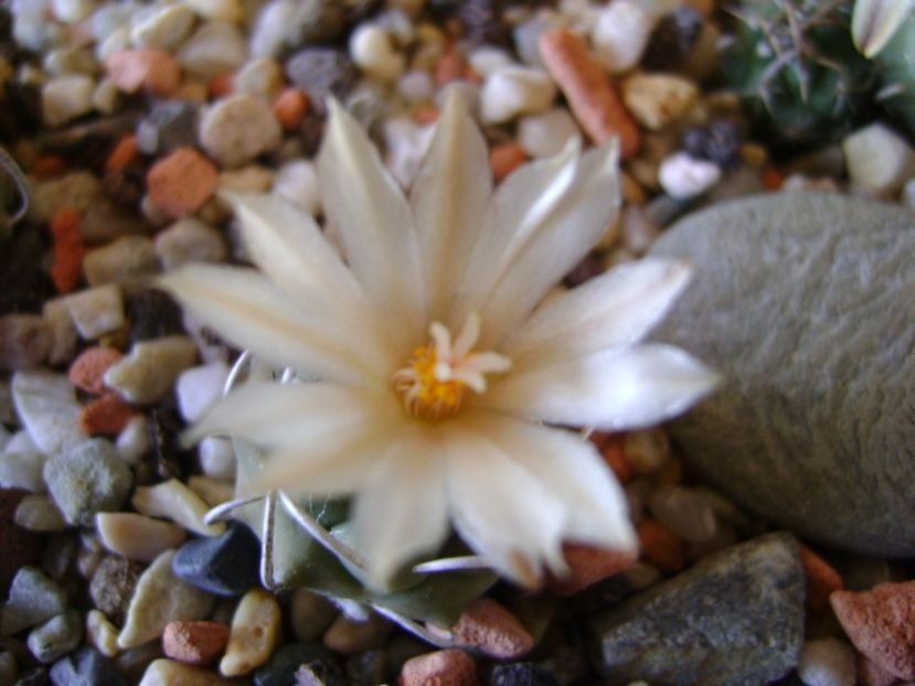 Turbinicarpus pachystele - Cactusi 2017 final de an