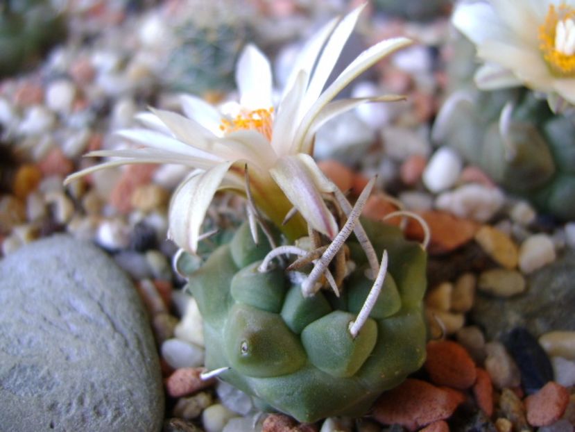 Turbinicarpus pachystele - Cactusi 2017 final de an