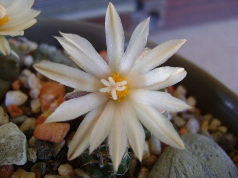 Turbinicarpus pachystele - Cactusi 2017 final de an