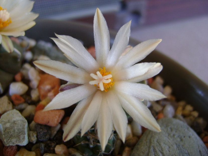 Turbinicarpus pachystele - Cactusi 2017 final de an