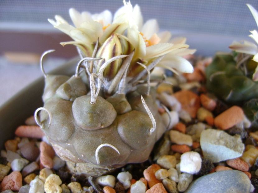 Turbinicarpus macrochele - Cactusi 2017 final de an