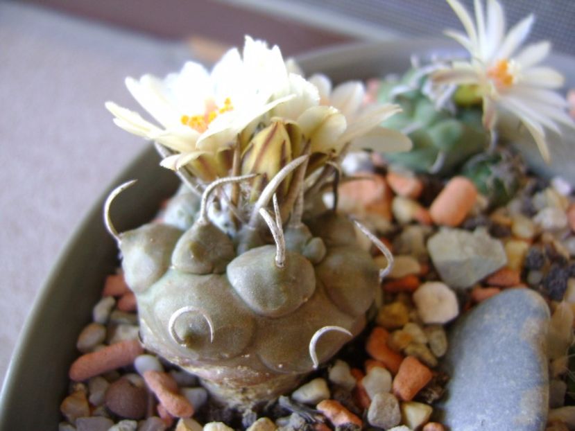 Turbinicarpus macrochele - Cactusi 2017 final de an