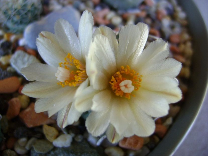 Turbinicarpus macrochele - Cactusi 2017 final de an