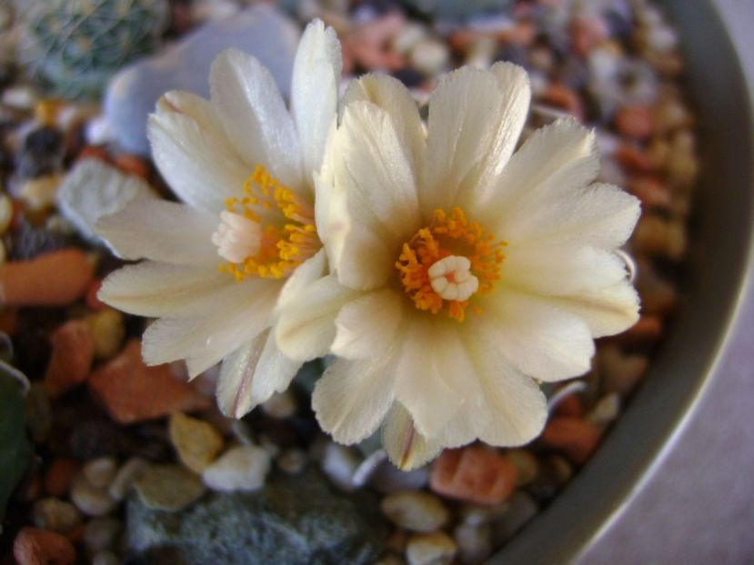 Turbinicarpus macrochele - Cactusi 2017 final de an