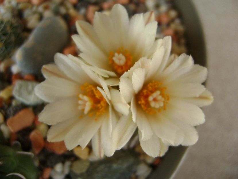 Turbinicarpus macrochele - Cactusi 2017 final de an