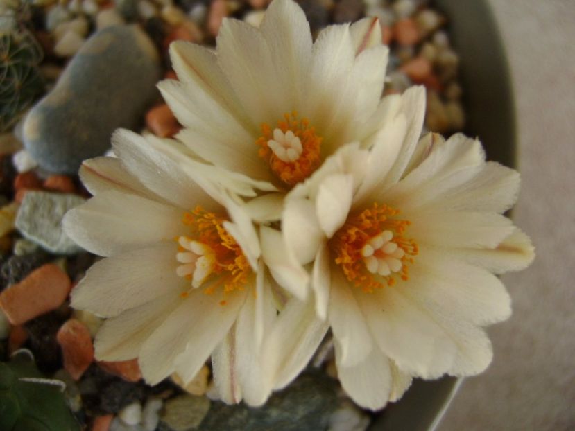 Turbinicarpus macrochele - Cactusi 2017 final de an