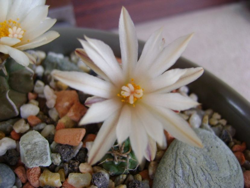 Turbinicarpus klinkerianus - Cactusi 2017 final de an