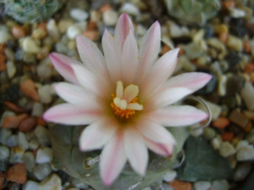 Turbinicarpus schwarzii v. rubriflorus - Cactusi 2017 final de an