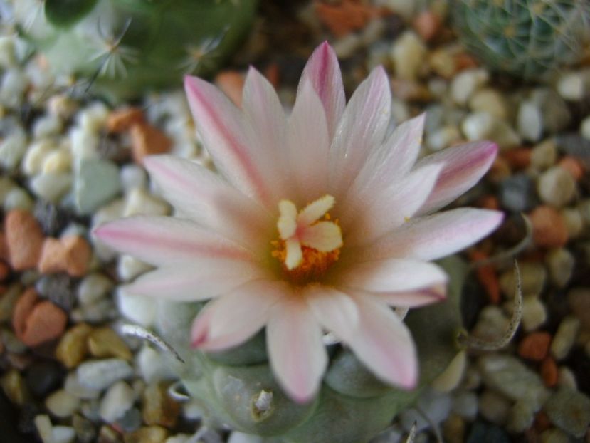 Turbinicarpus schwarzii v. rubriflorus - Cactusi 2017 final de an