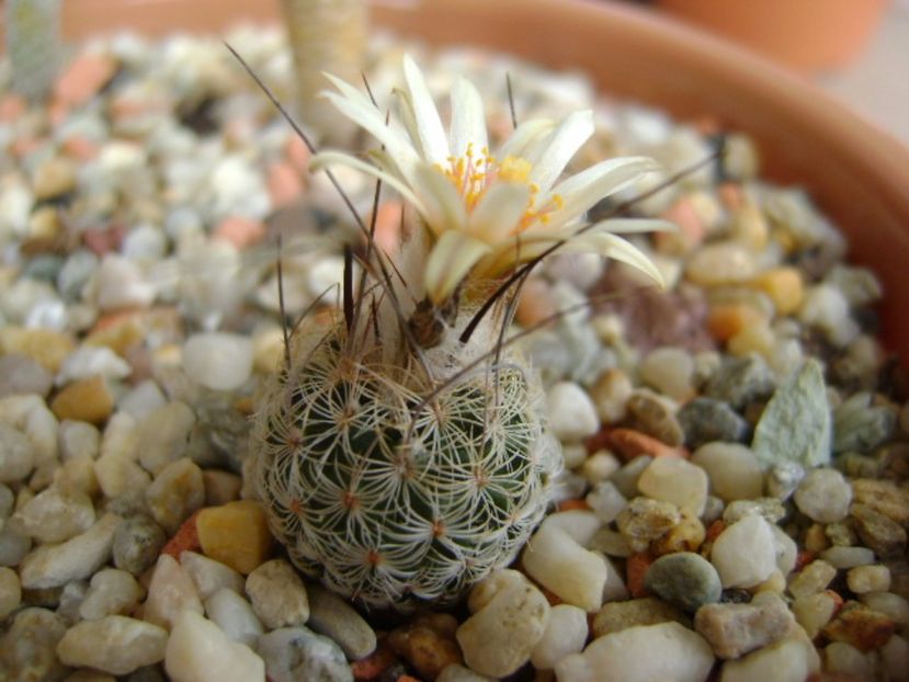 Turbinicarpus krainzianus v. lausseri - Cactusi 2017 final de an