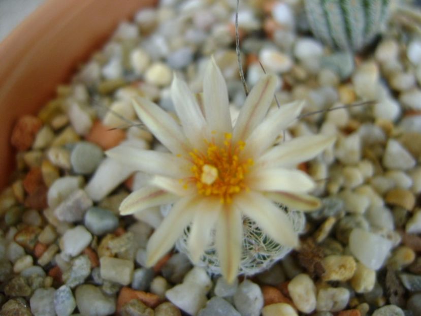 Turbinicarpus krainzianus v. lausseri - Cactusi 2017 final de an