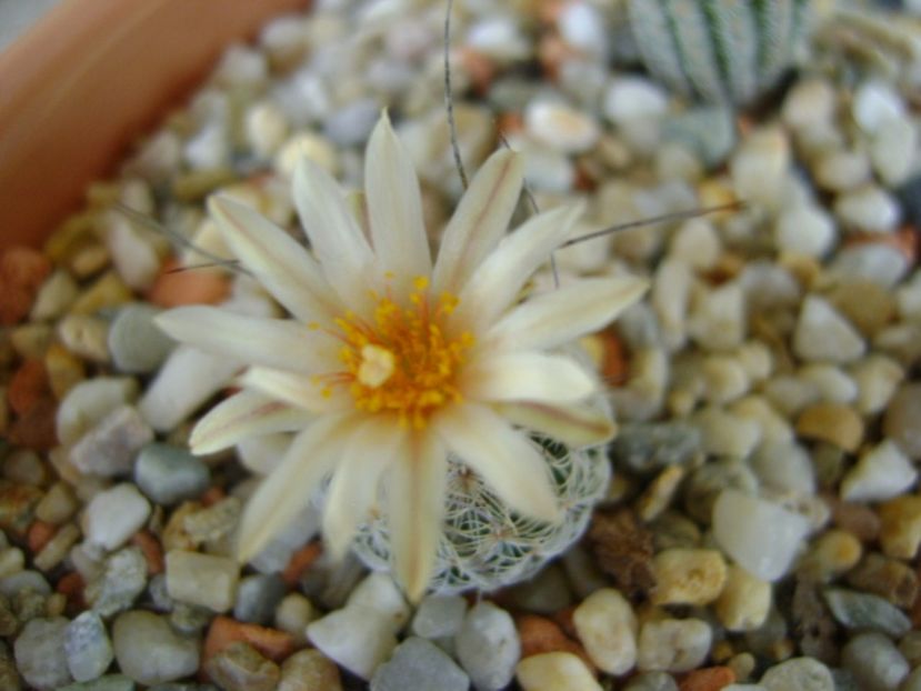 Turbinicarpus krainzianus v. lausseri - Cactusi 2017 final de an
