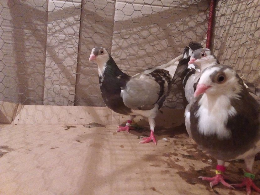  - Jucatori de Galati Baltati pe Vanat