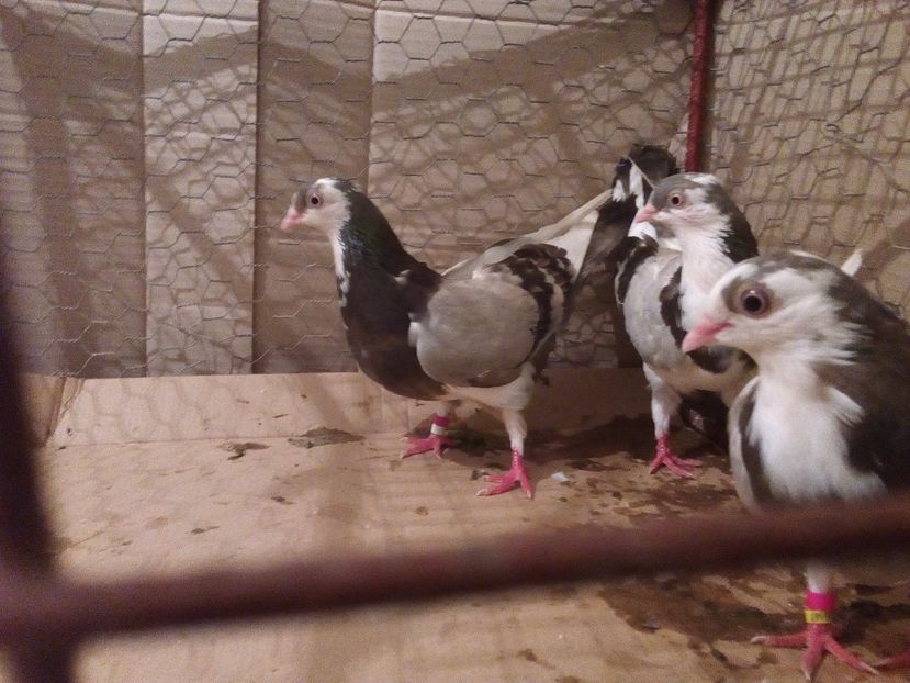  - Jucatori de Galati Baltati pe Vanat