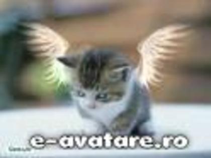 e-avatare_ro_2576 - AVATARE