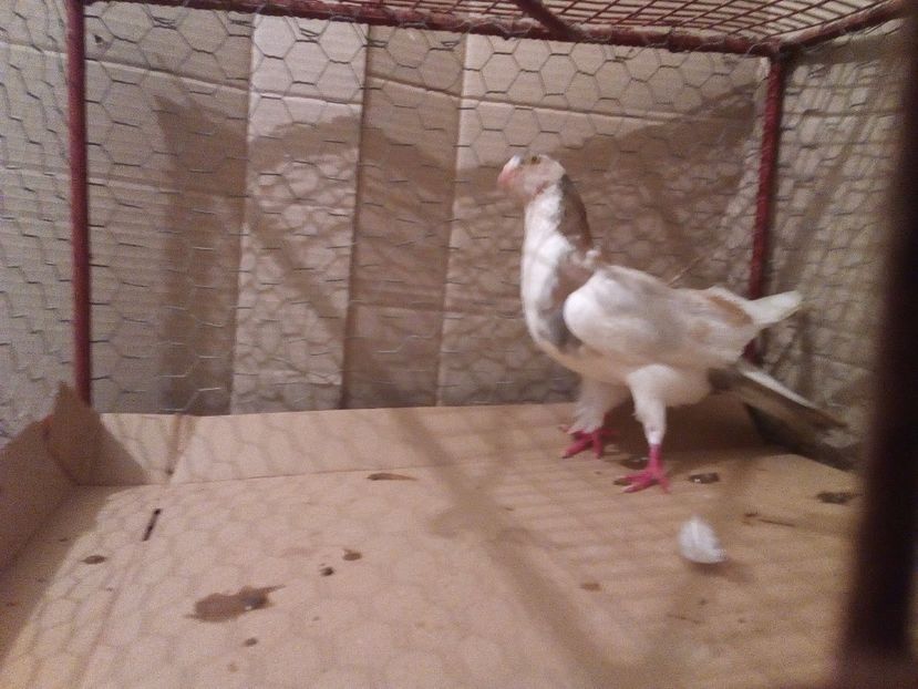  - Jucatori de Galati Culori mai Rare