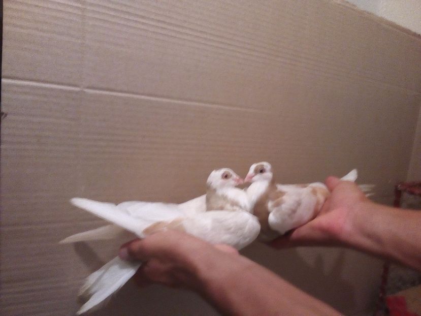  - Jucatori de Galati Culori mai Rare