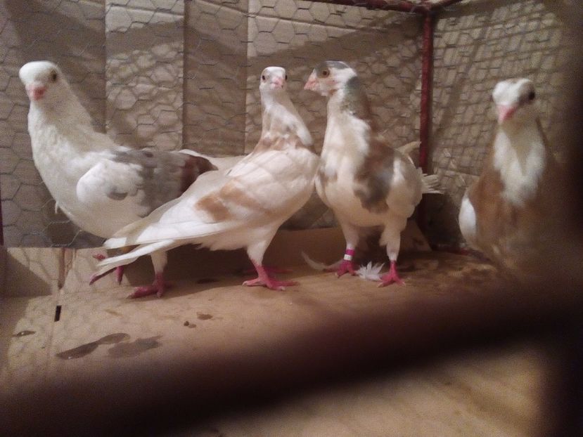  - Jucatori de Galati Culori mai Rare