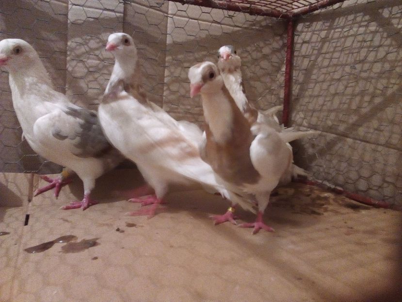  - Jucatori de Galati Culori mai Rare