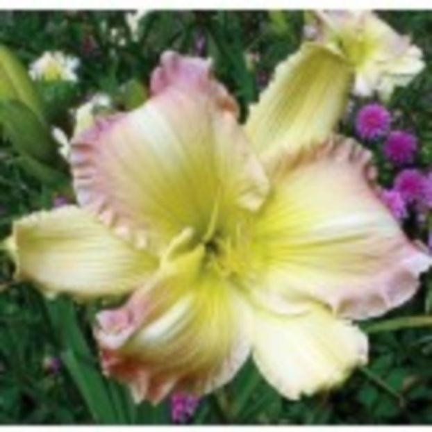 big_smile - HEMEROCALLIS achizitionati in 2017 si 2018