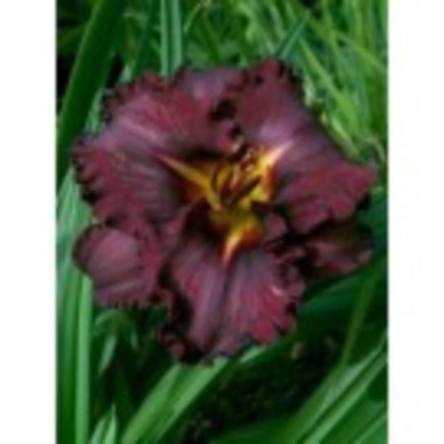 black_stockings - HEMEROCALLIS achizitionati in 2017 si 2018