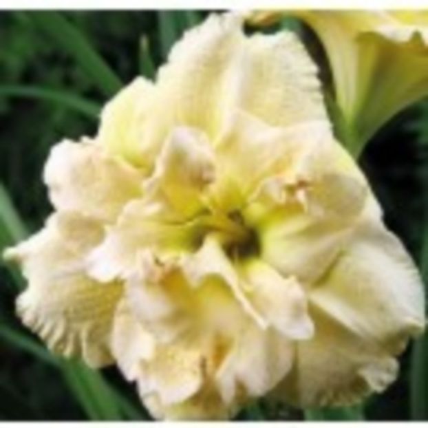 bowl_of_cream - HEMEROCALLIS achizitionati in 2017 si 2018