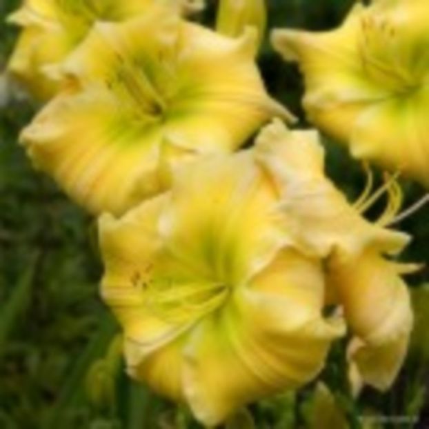 tequlla_and_lime - HEMEROCALLIS achizitionati in 2017 si 2018