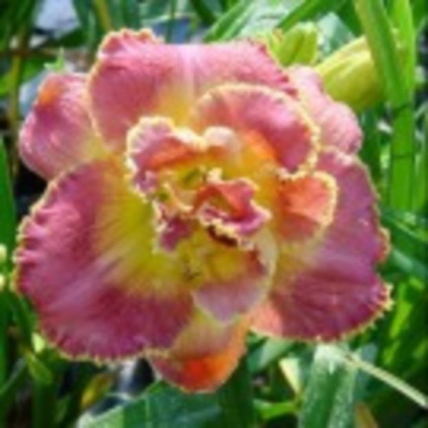 unlock_the_stars - HEMEROCALLIS achizitionati in 2017 si 2018