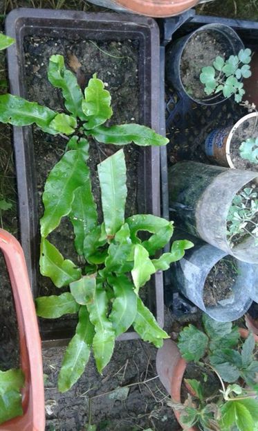 limba cerbului - w Produse livrate
