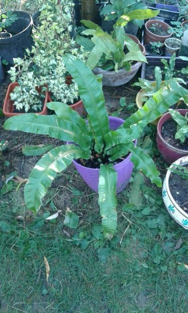 limba cerbului - w Produse livrate