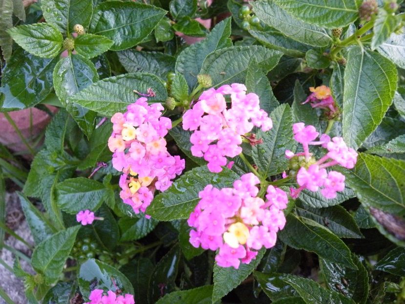  - colectie lantana