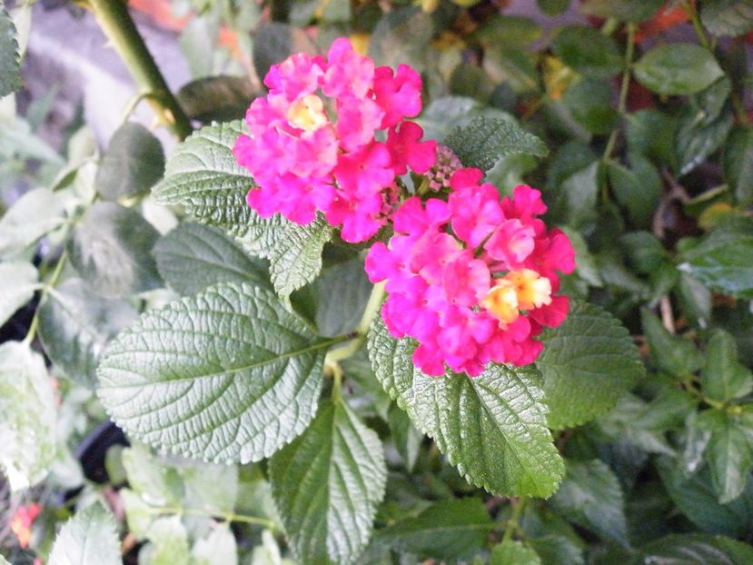  - colectie lantana