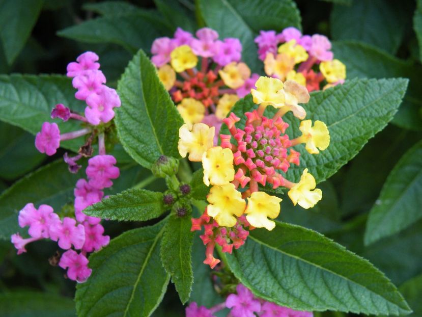  - colectie lantana