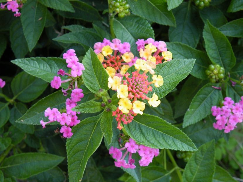  - colectie lantana