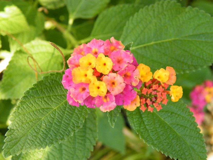  - colectie lantana