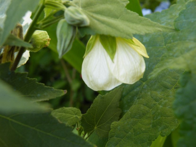  - colectie abutilon