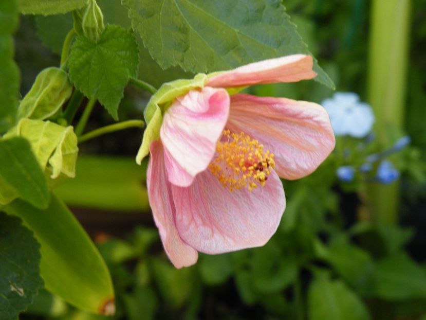  - colectie abutilon