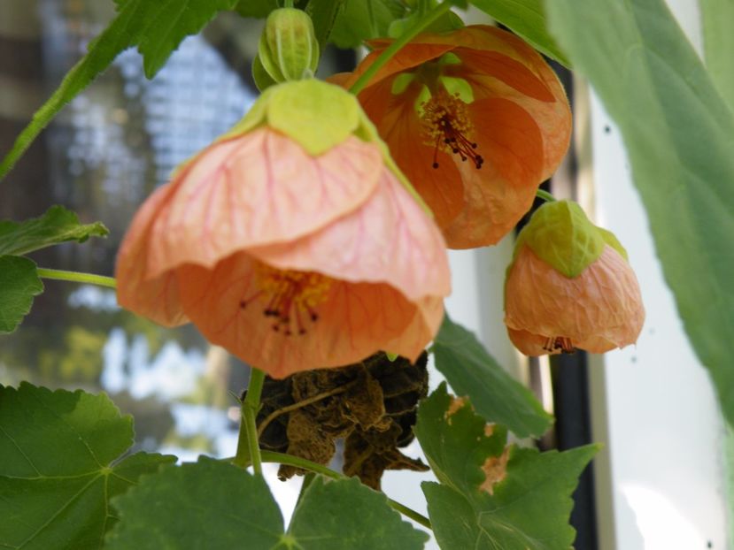  - colectie abutilon