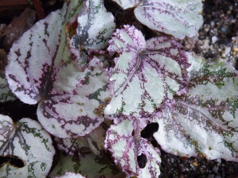 Flamenco - Colectie begonia