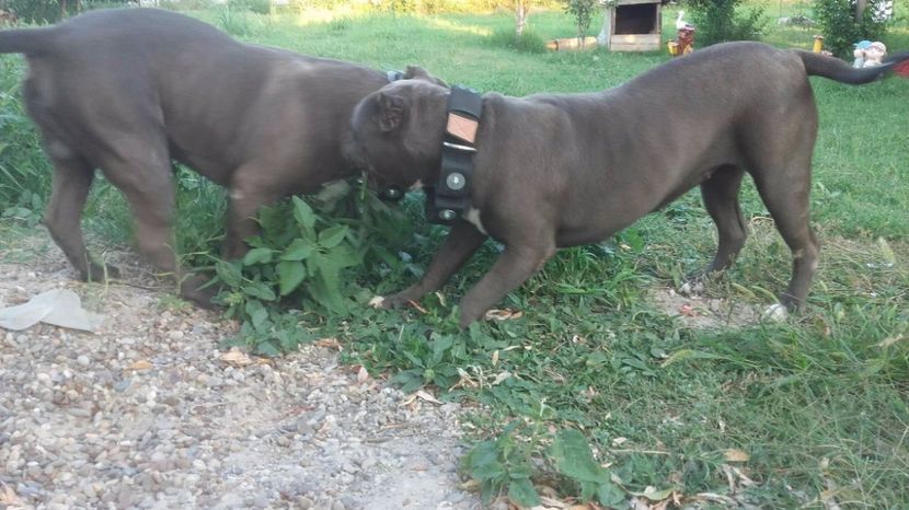 Aron & Reyna - American bully