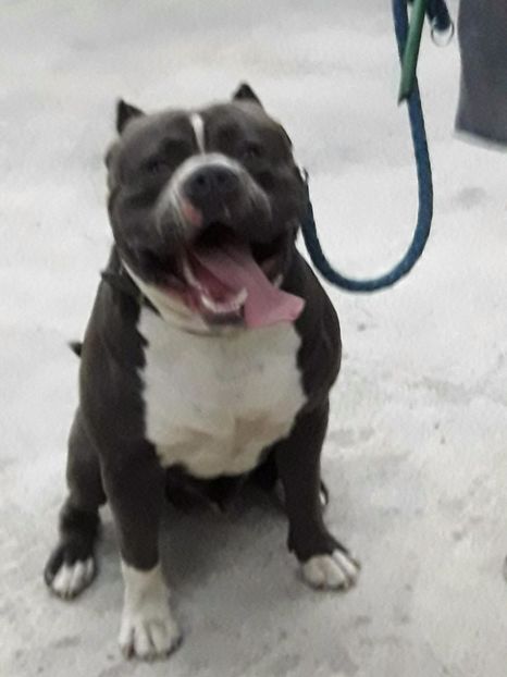 Ralph - American bully