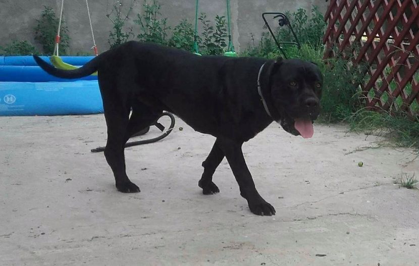 received_500048517010498 - cane corso