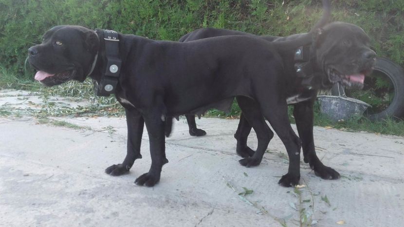 received_498990490449634 - cane corso