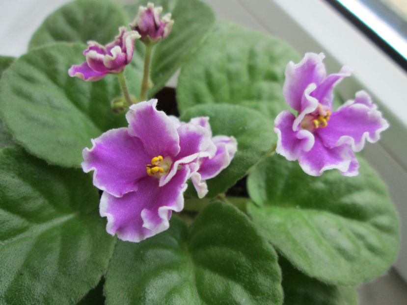  - NEFITOASE - doar - frumoase