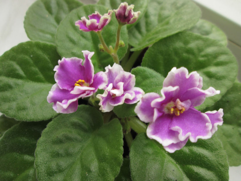  - NEFITOASE - doar - frumoase