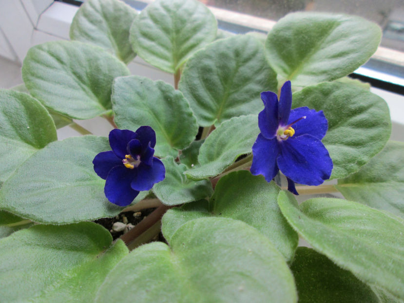  - NEFITOASE - doar - frumoase