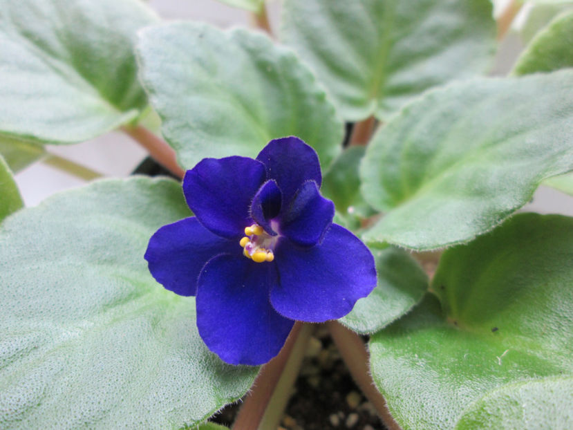  - NEFITOASE - doar - frumoase