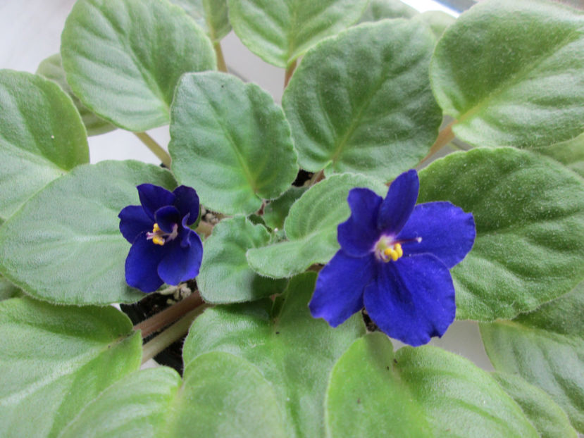  - NEFITOASE - doar - frumoase