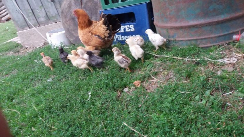 21390234_356604394762043_713051818_o - F Gaini de tara si kabir